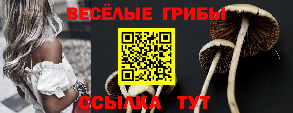 Вязьма  Псилоцибиновые грибы MAGIC MUSHROOMS  Вход с VPN 